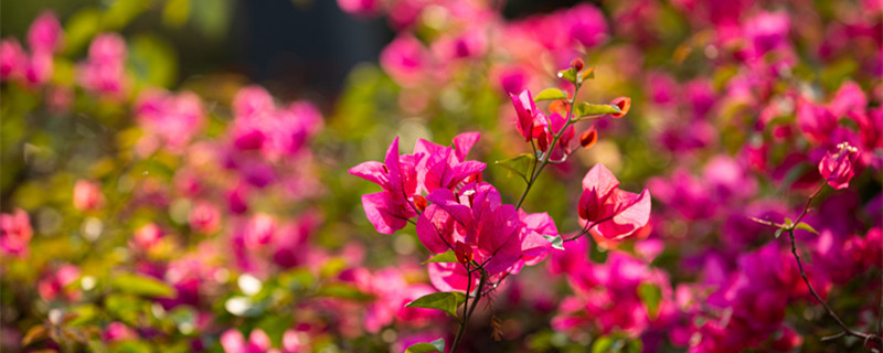 杜鹃花什么时候开 杜鹃花什么时候开始孕蕾