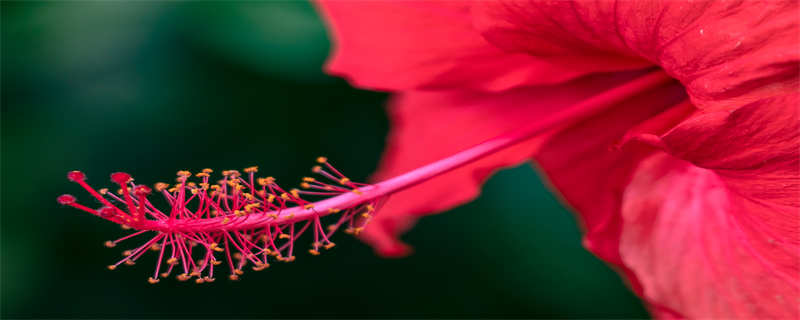 扶桑花花语（红色扶桑花的花语）