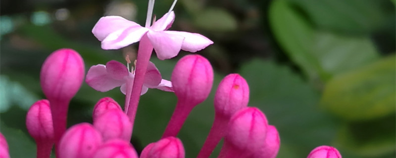 仙客来花茎变软怎么办（仙客来花茎发软）