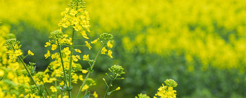 油菜花什么季节开（油菜花什么季节开放）