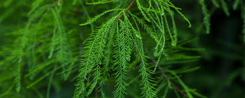 卷柏是什么植物（卷柏是什么植物类群）