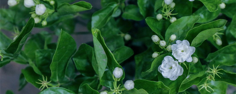 栀子花和白蟾的区别（罗汉栀子花和普通栀子花区别）