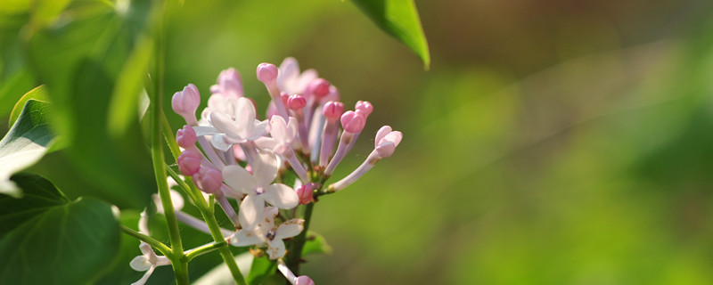 再力花适合北方种植吗（再力花能过冬吗?）