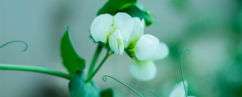 豌豆花的花语是什么（豌豆花 花语）