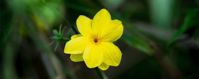 迎春花几月开（迎春花几月开花?）