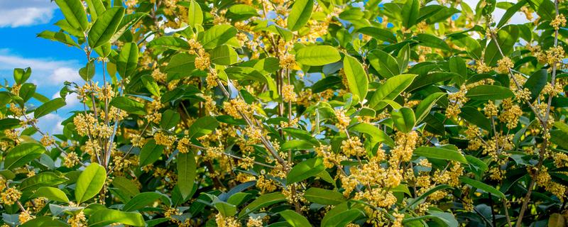 桂花树什么时候剪枝（桂花树什么时候剪枝好）