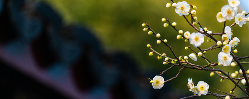 梅花什么时候开花（梅花什么时候开花什么时候结果）