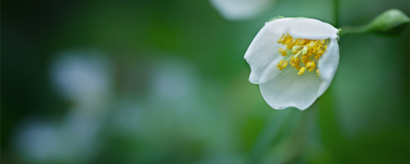 茉莉花可以放在卧室养吗（孕妇茉莉花可以放在卧室养吗）