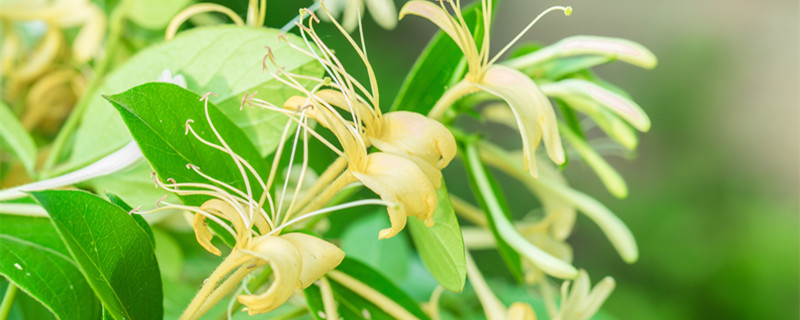 金银花是爬藤植物吗（金银花会爬藤吗?）