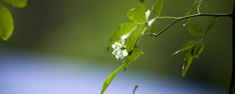 荼蘼花语（荼蘼花语图片）