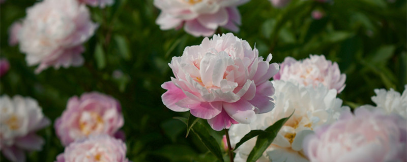 芍药根块带芽种植方法 芍药根块带芽种植方法浇水么