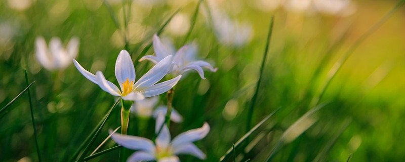 葱兰几月份开花（葱兰几月份开花春季和夏季怎么养）