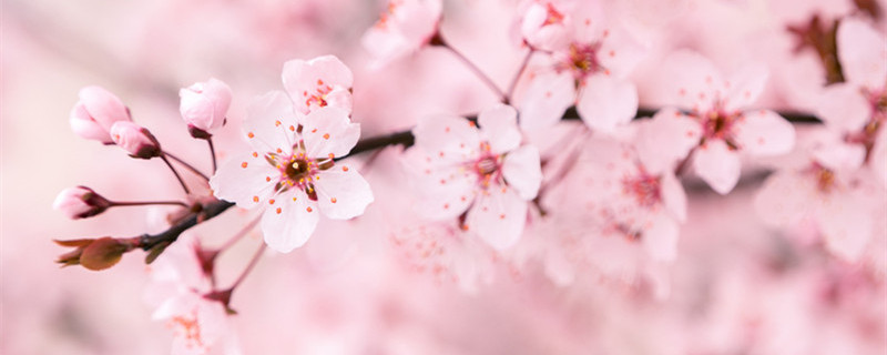 樱花为什么是白色的（樱花为啥是白色的）