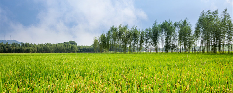 野火烧不尽春风吹又生是什么植物（野火烧不尽春风吹又生讲的是什么植物）