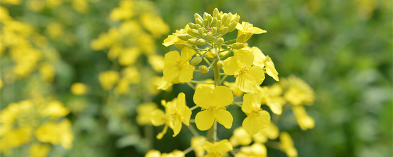 油菜花什么时候开 扁都口油菜花什么时候开