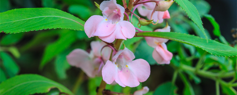 凤仙花是什么根系（凤仙花是直根系）