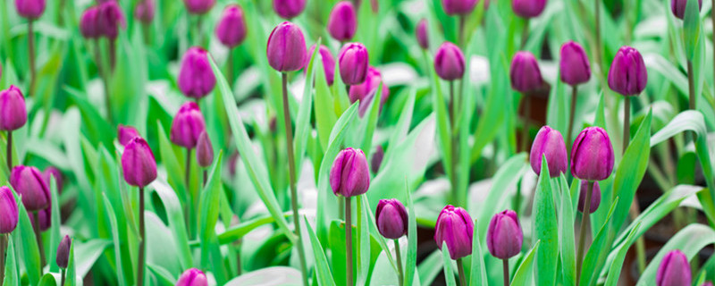 郁金香花语是什么 一支郁金香花语是什么