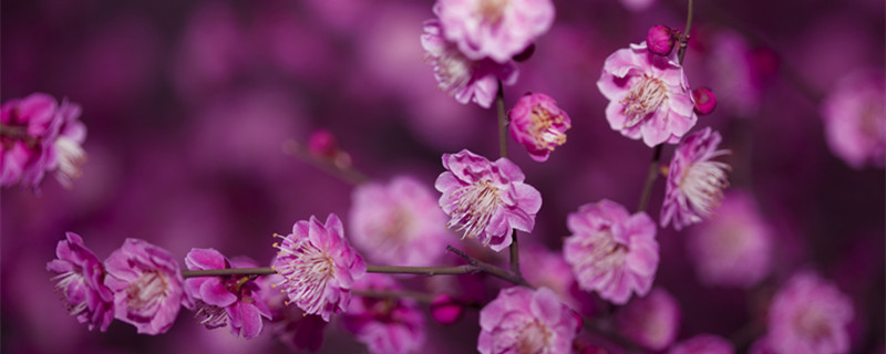 梅花开花时间 梅花开花时间点