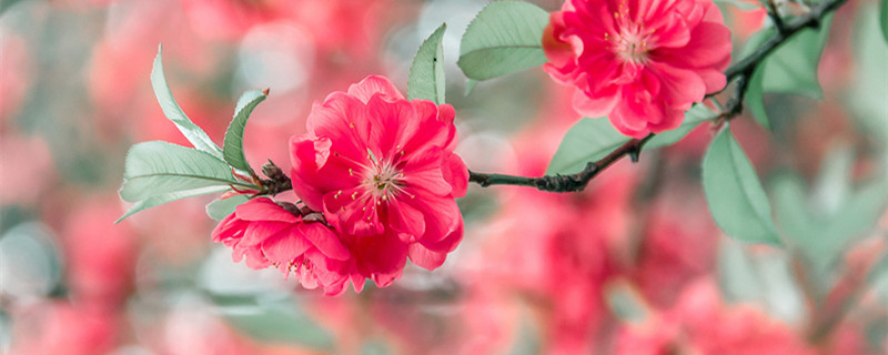 桃花几月份开花（桃花几月份开花结果）