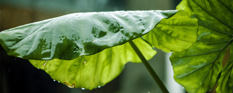 双线竹芋的养殖方法 双线竹芋的养殖方法叶子干枯