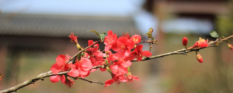 梅花盆景的养殖方法 怎样栽梅花盆景