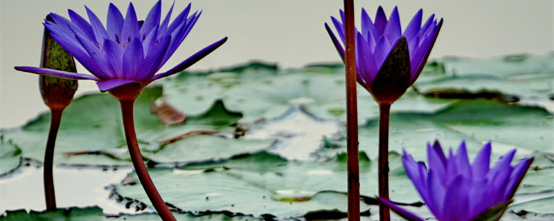 蓝莲花寓意着什么意思（蓝莲花的花语和寓意）