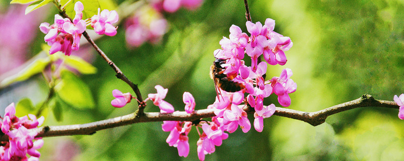 香港的市花是什么（香港市花的意思）