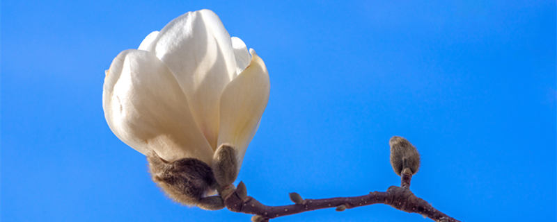 上海的市花是什么（上海的市花是什么象征的什么意义）