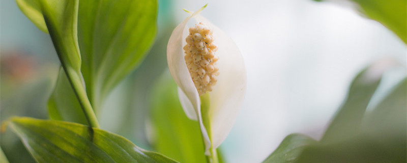 一帆风顺花怎么养（一帆风顺花怎么养需要注意什么）