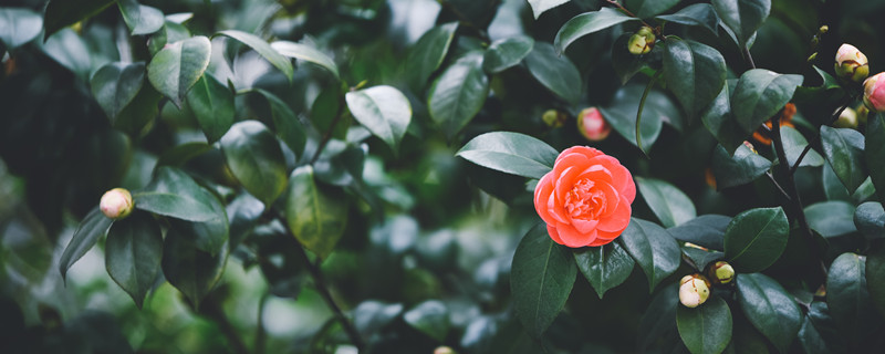 茶花掉叶子的补救方法（四季杜鹃茶花掉叶子的补救方法）