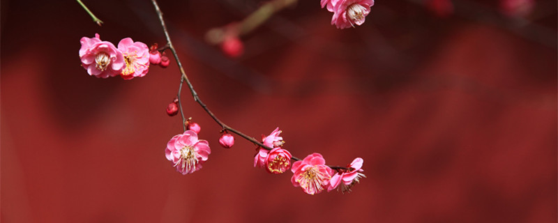 梅花夏天怎么养 梅花夏天怎么养才会开花