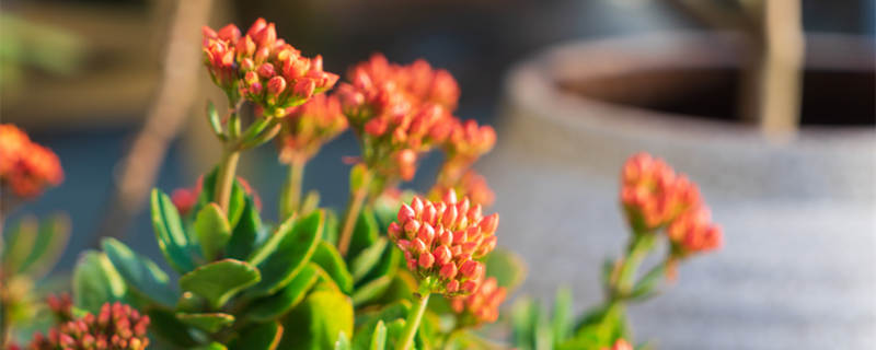 长寿花五月份还能开花吗（长寿花五月开花正常吗）