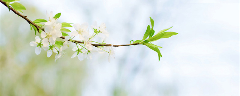 梨花是什么颜色 梅花是什么颜色的