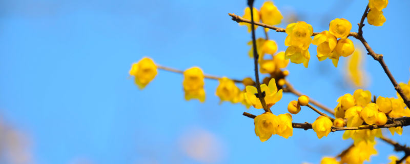 花中君子是哪四种花 花中君子是哪四种花图片