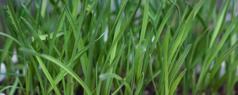 韭菜的种植方法（韭菜的种植方法和施肥的管理）