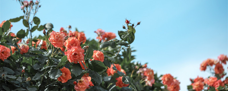 月季花浇水怎么浇 月季花浇水怎么浇好