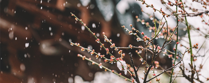 梅花开在什么季节（梅花盛开在什么季节）