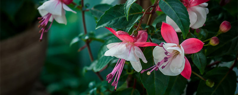 龙吐珠花有毒吗（龙吐珠花对人体有好处吗）