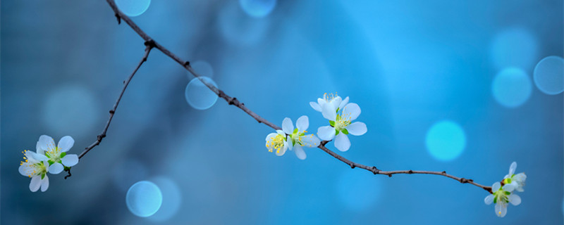 桃花在哪个季节开（桃花在哪个季节开的最旺盛）