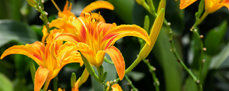 黄花菜的花蕊要摘掉吗 黄花菜怎么摘花蕊