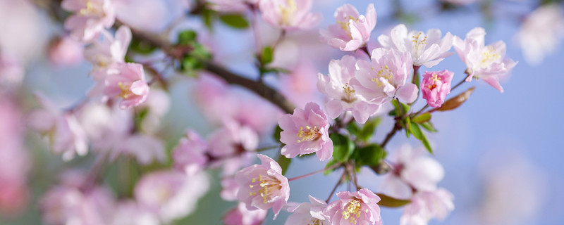 海棠是什么季节开的花（海棠花是哪个季节开的花）