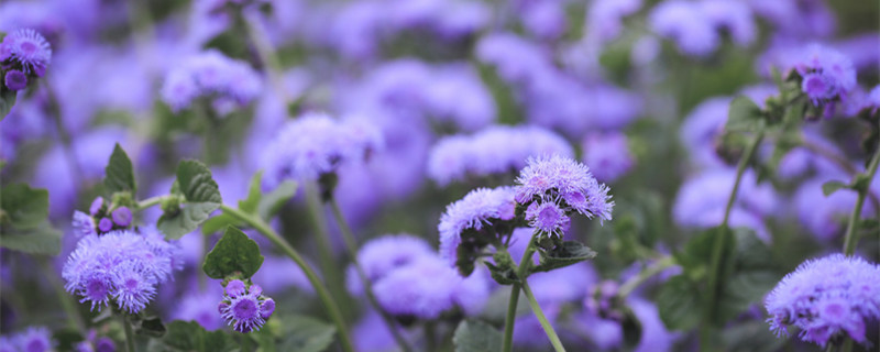 藿香蓟什么时候开花（蓟花什么时候开花）