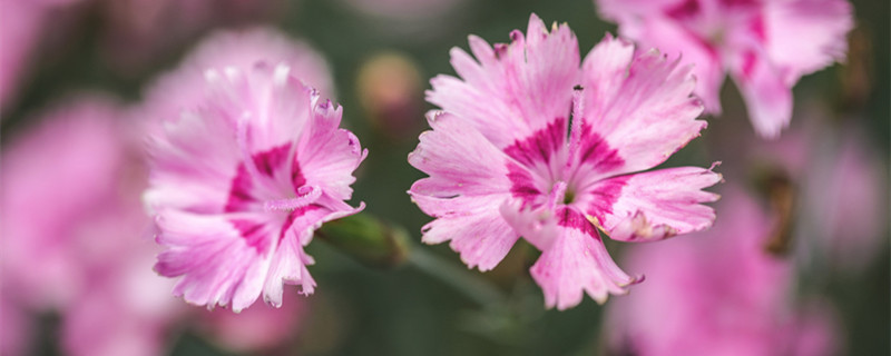 石竹花怎么养（石竹花怎么养爆盆）