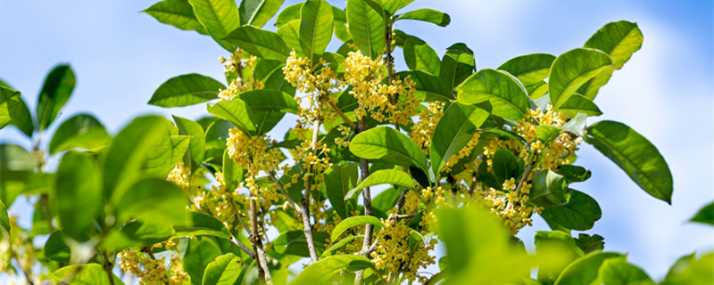 桂花树用什么肥料好（桂花树用什么肥料好?）