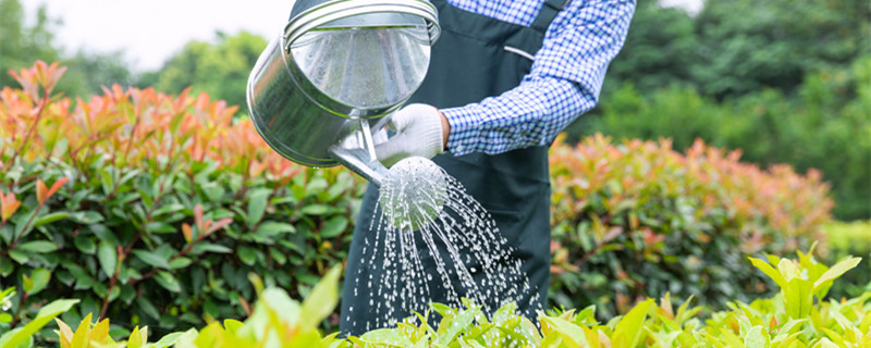 淘米水浇花的正确方法（淘米水浇花的正确方法视频）