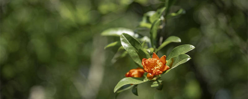 石榴树什么时候发芽（石榴树什么时候发芽什么时候结果）