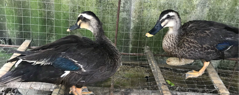 野鸭的养殖方法 野鸭子的饲养方法