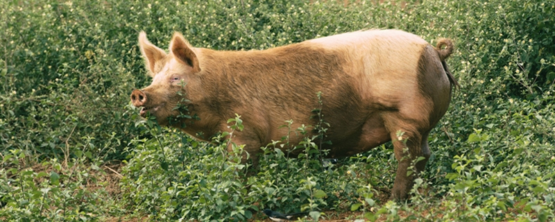 猪肉能喂给猪吃吗 喂猪不能吃猪肉