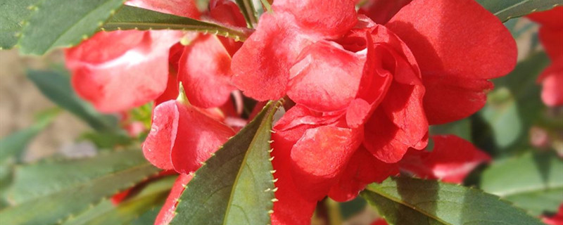 凤仙花用什么土养好（凤仙花什么土栽种）