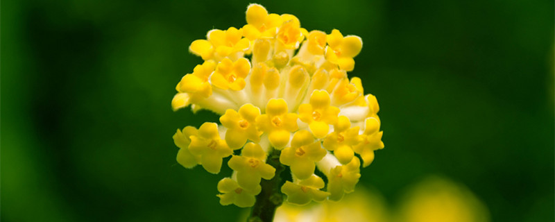 结香的花语和传说 关于结香花的传说